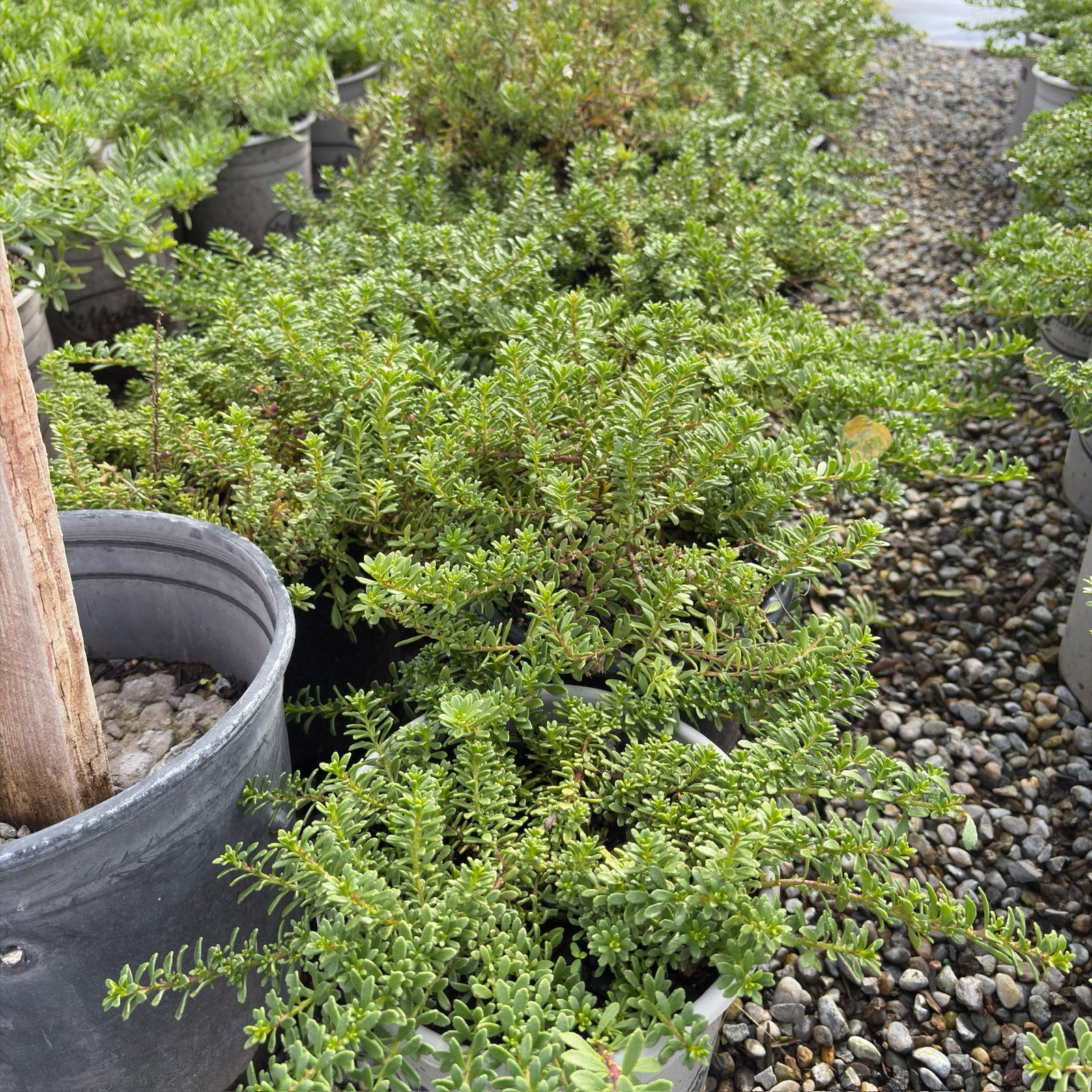 podocarpus nivalis kilworth cream Dwarf Myoporum