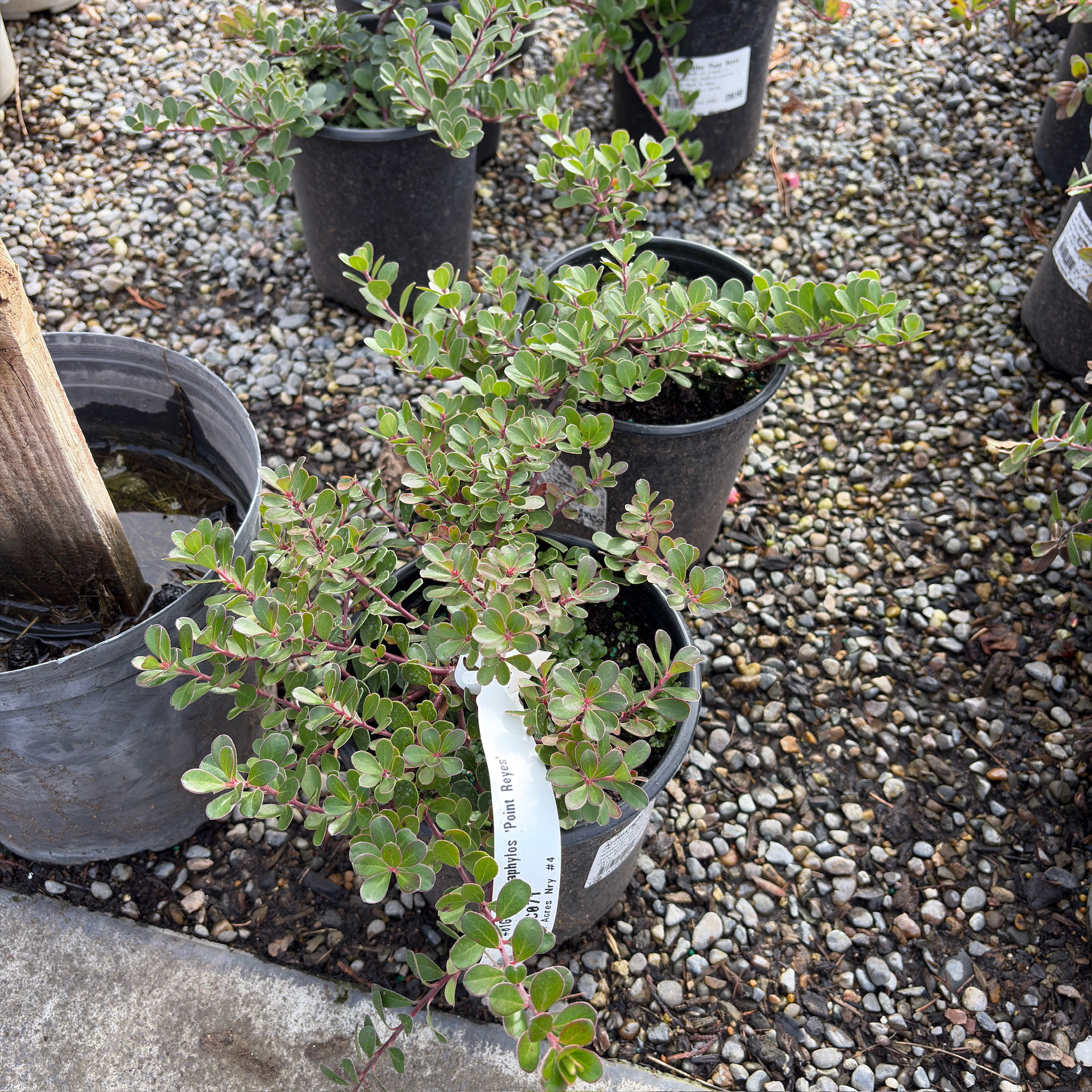 Point Reyes Bearberry