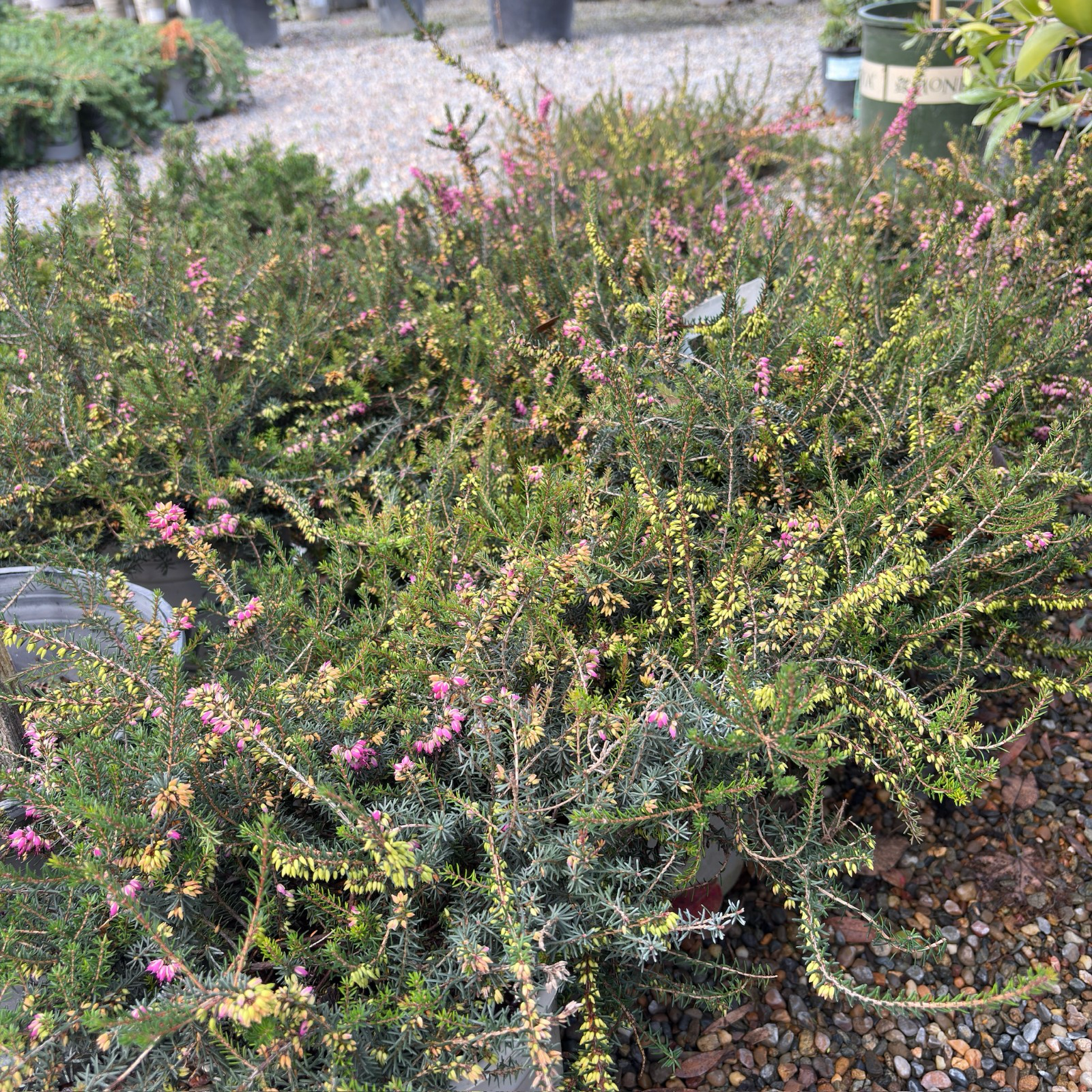 Kramer's Rote Heather