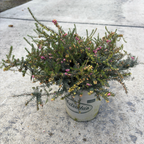 Kramer's Rote Heather