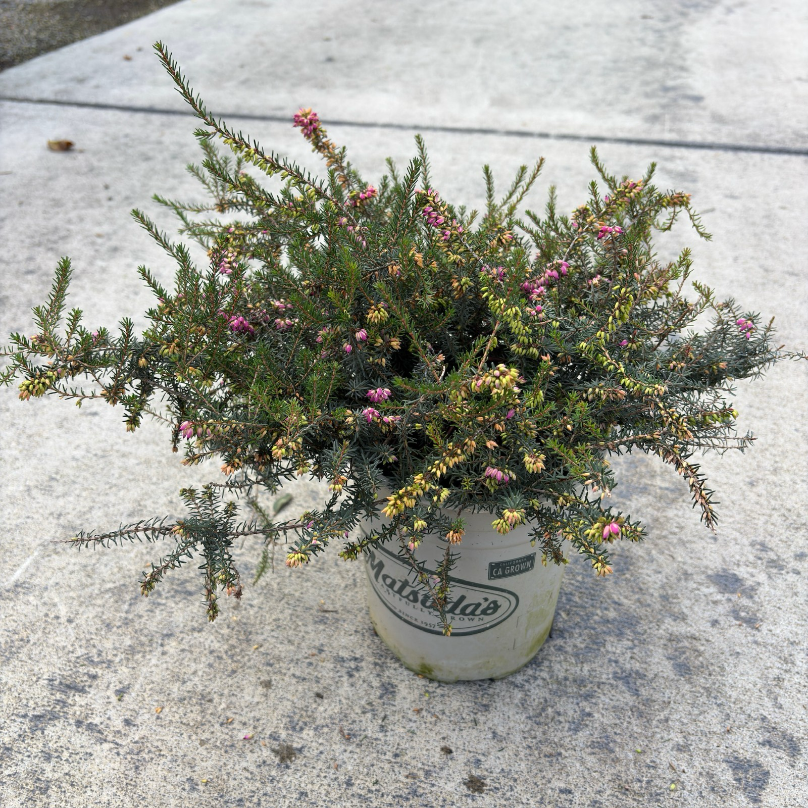 Kramer's Rote Heather