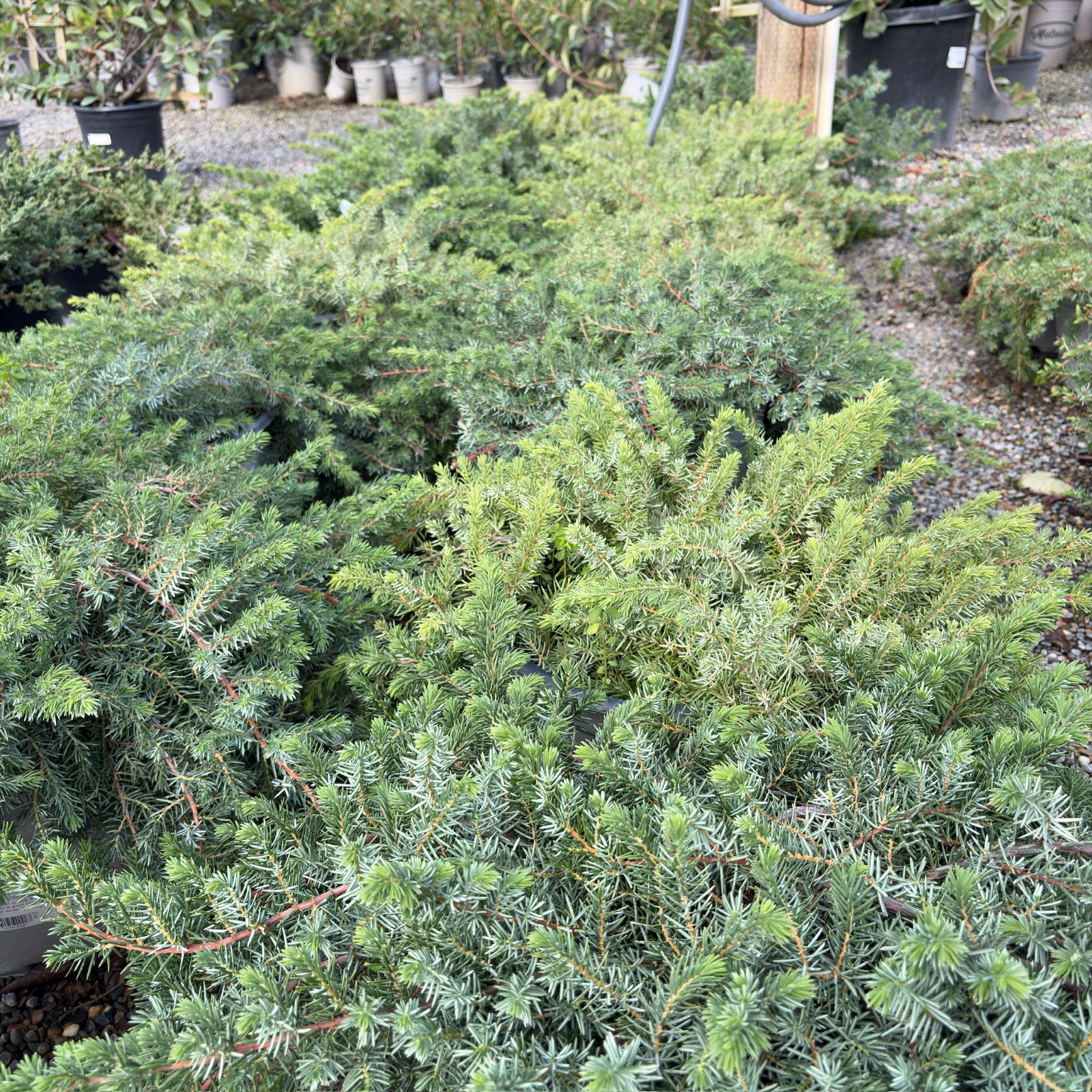 Blue Pacific Shore Juniper