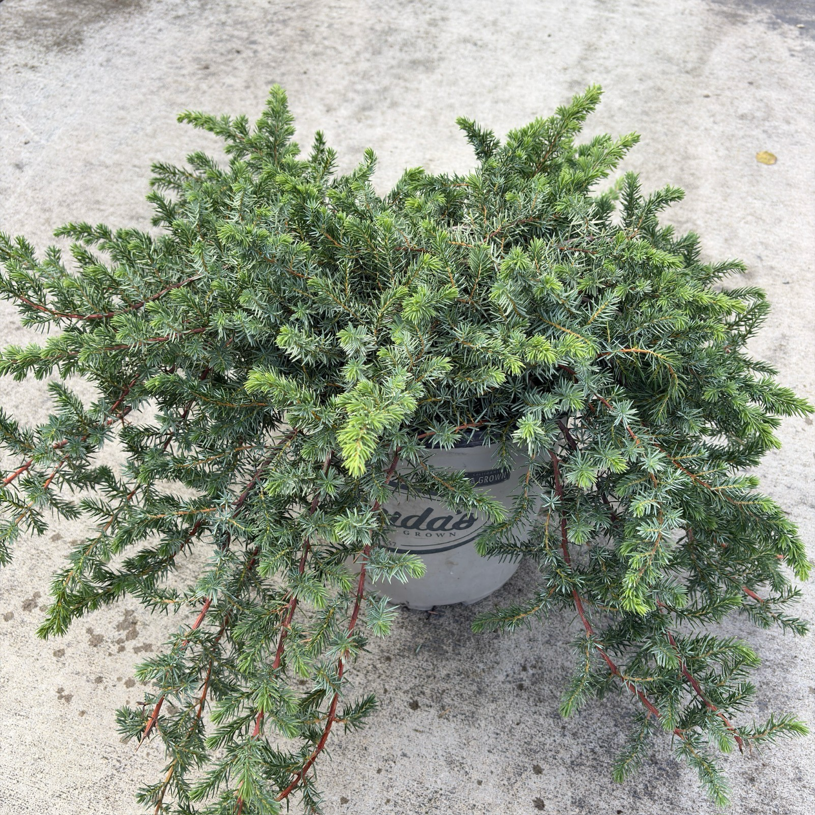 Blue Pacific Shore Juniper