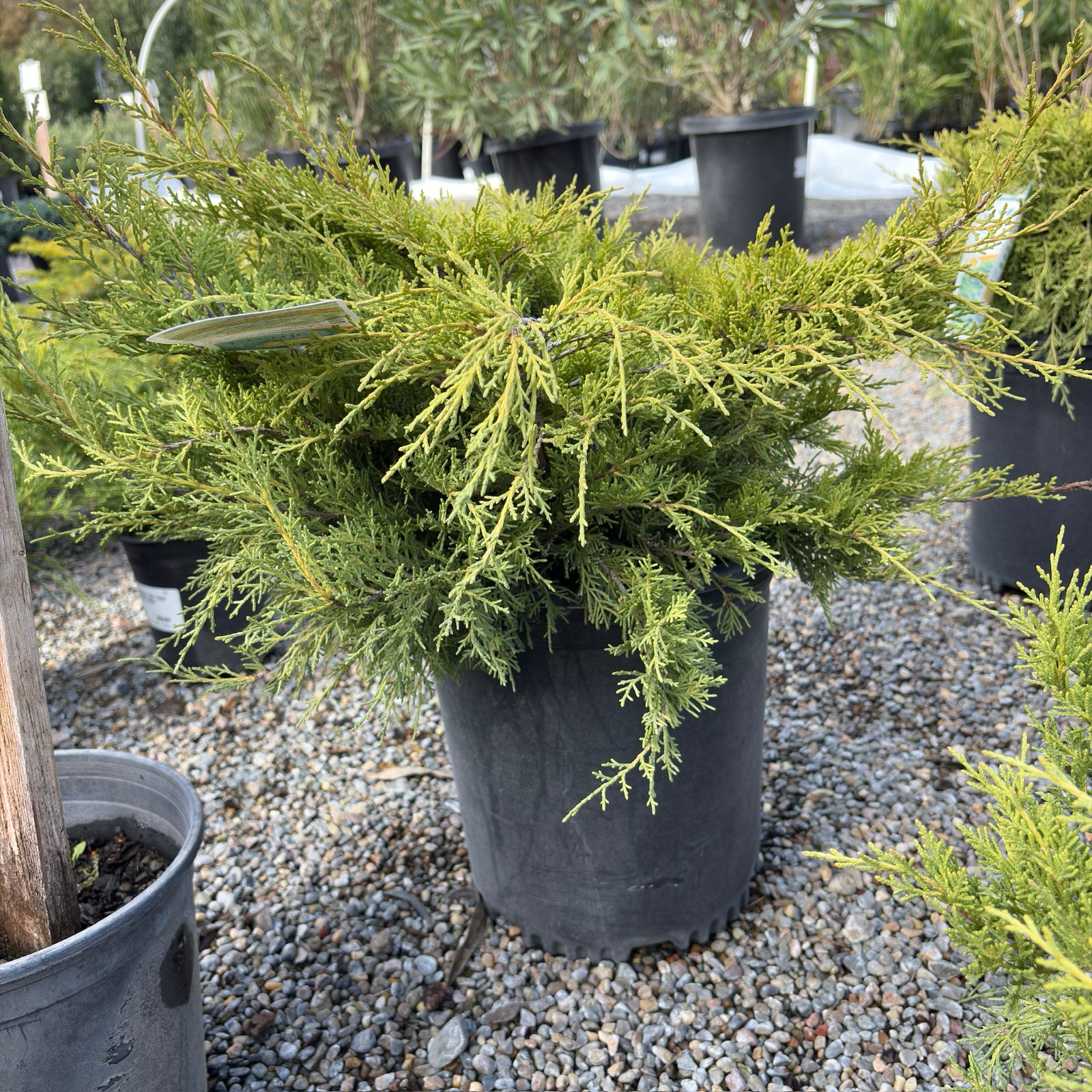 Old Gold Chinese Juniper