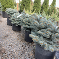Globosa Blue Spruce