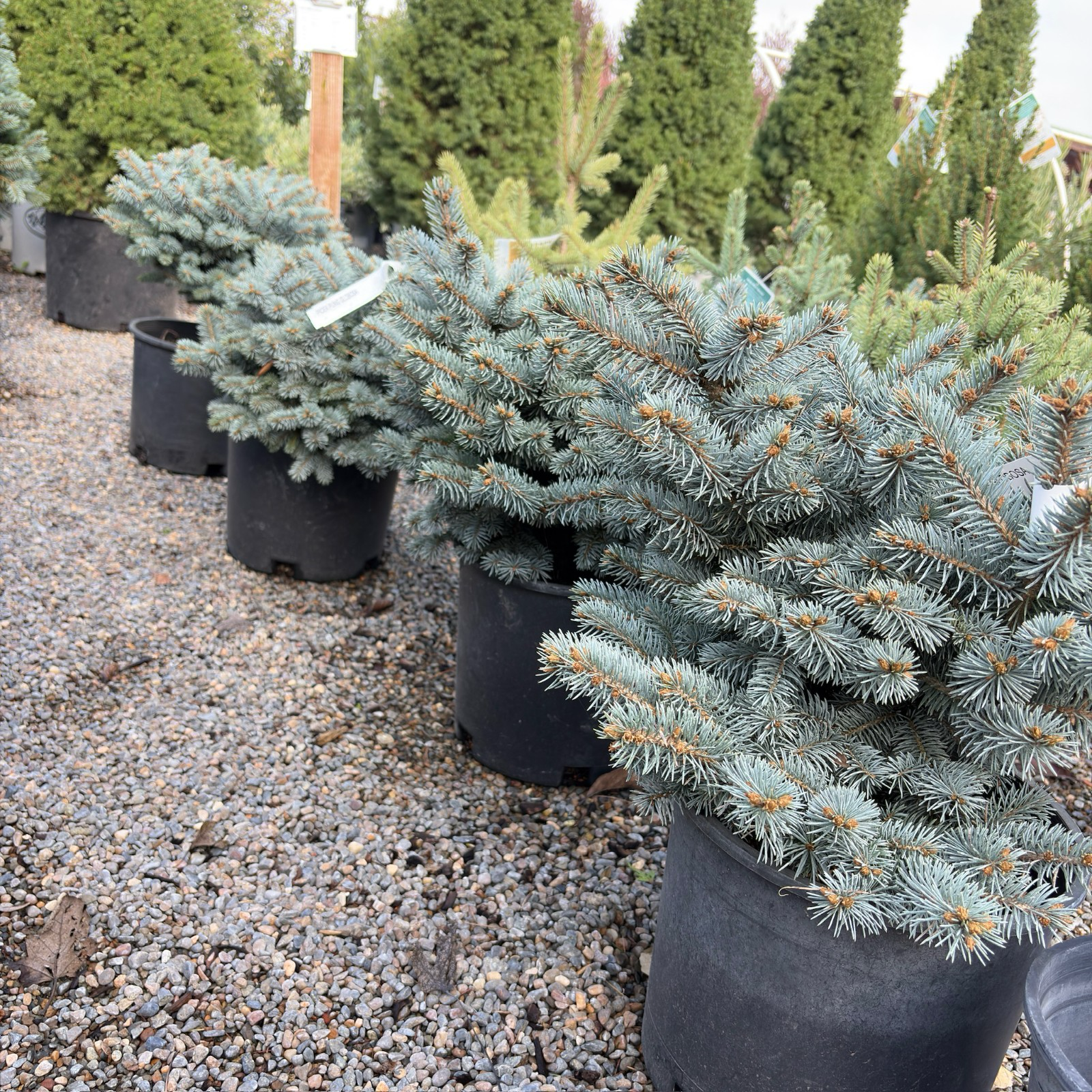 Globosa Blue Spruce