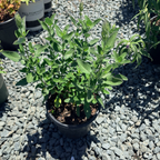 Marine Blue Germander Sage