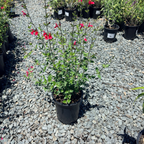 Hot Lips Sage