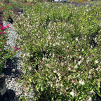 Heatwave Sage