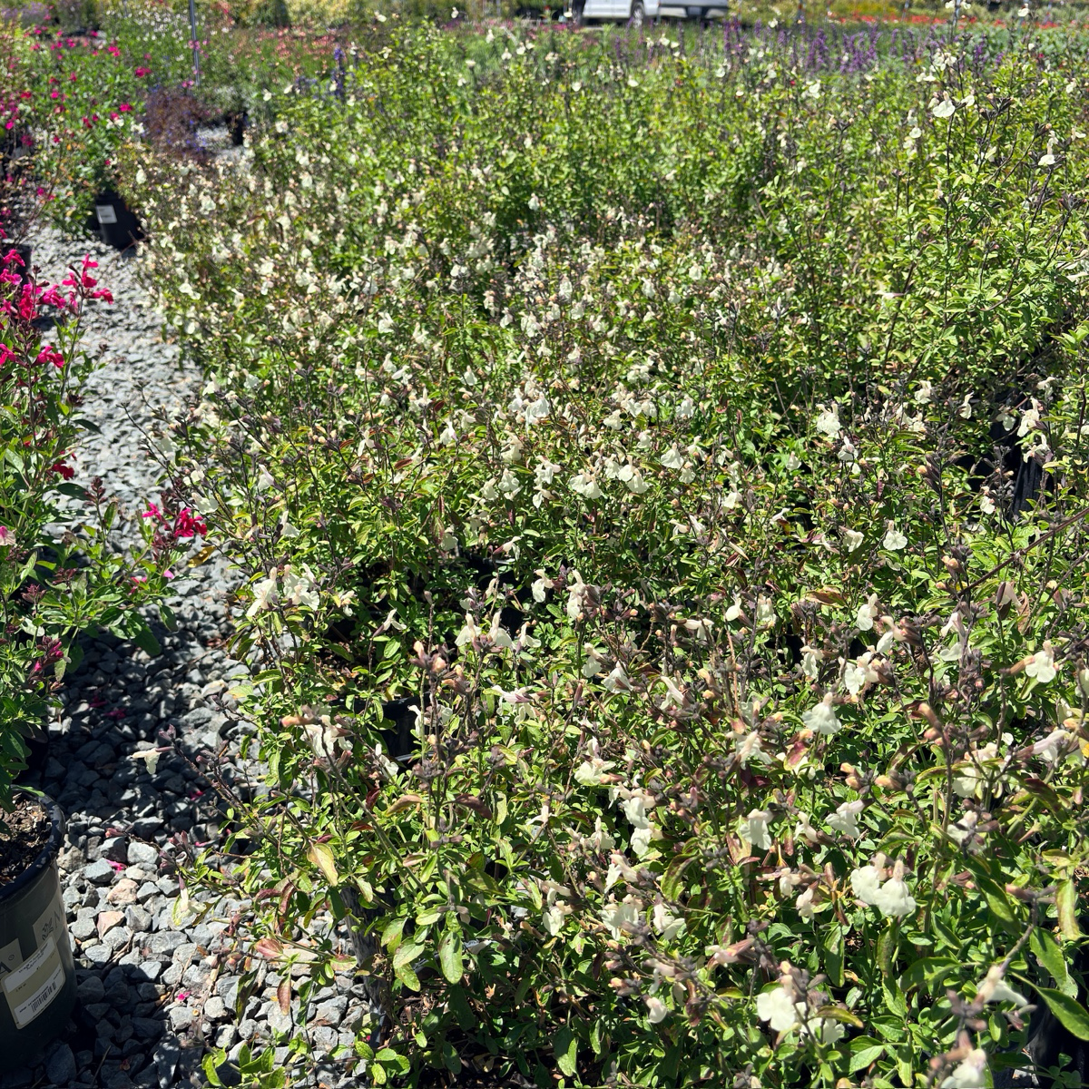 Heatwave Sage