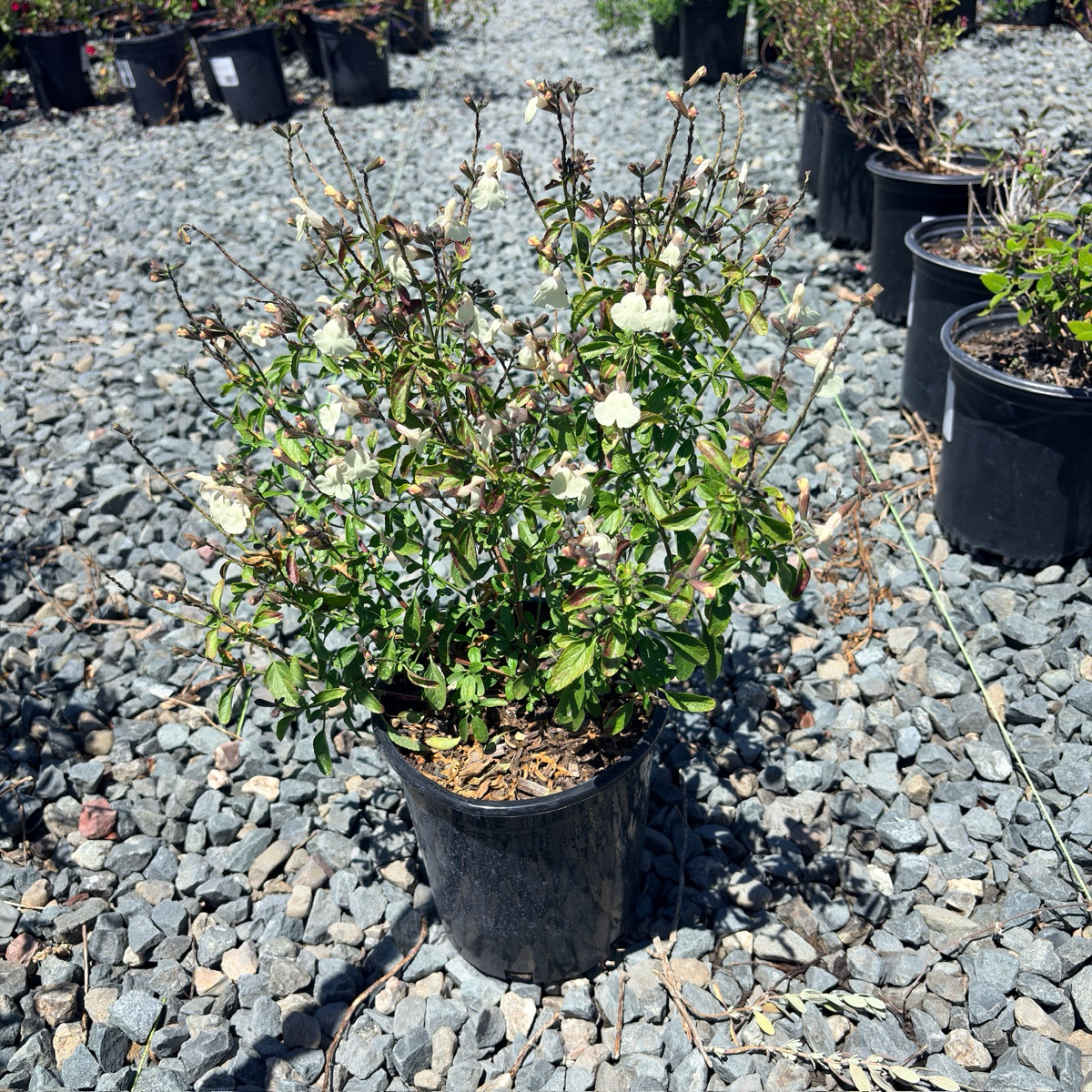 Heatwave Sage