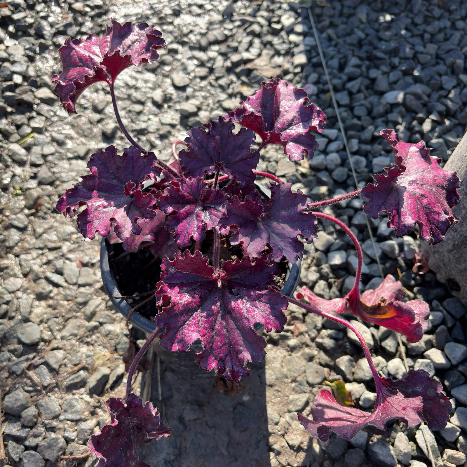 Forever Purple Coral Bells
