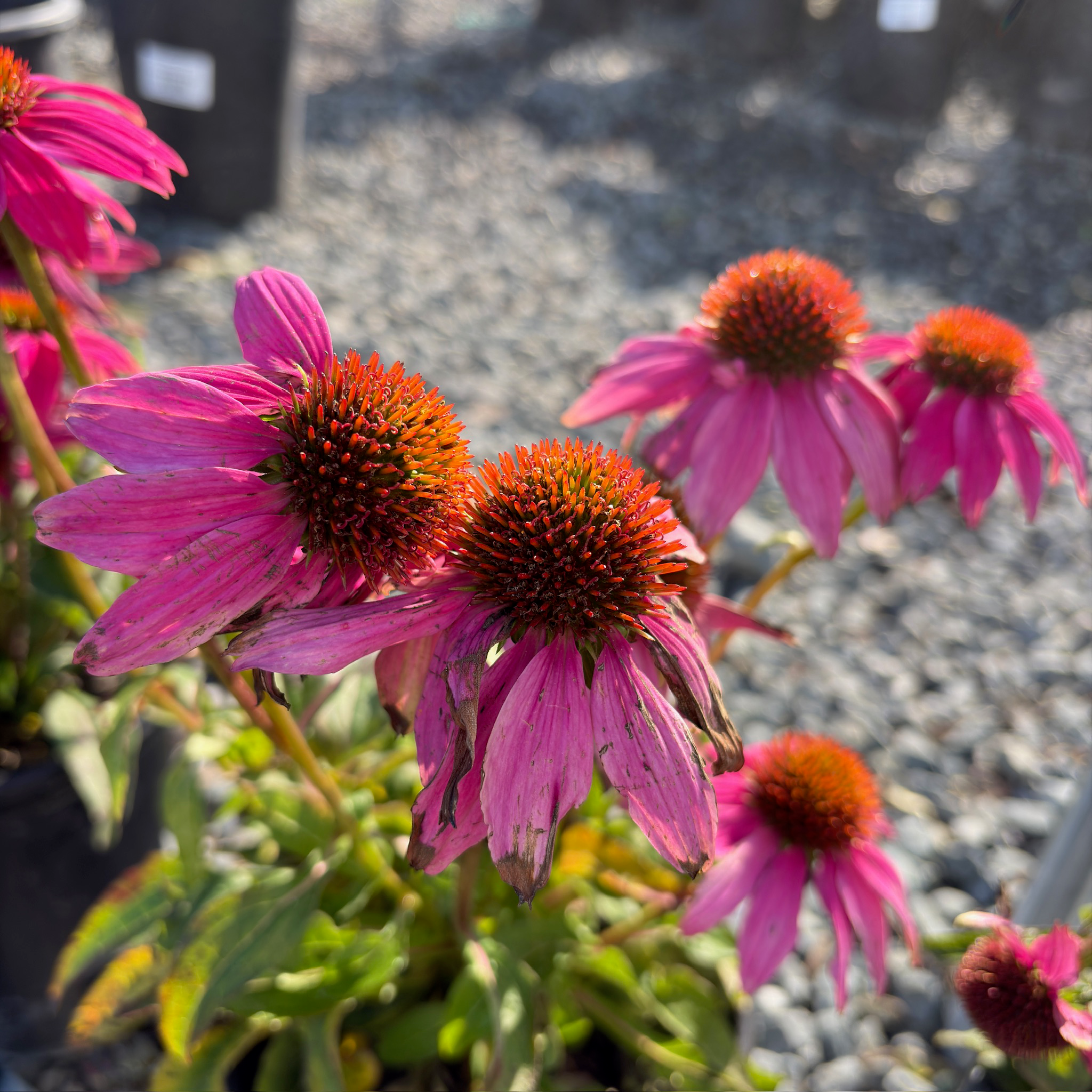 Coneflower