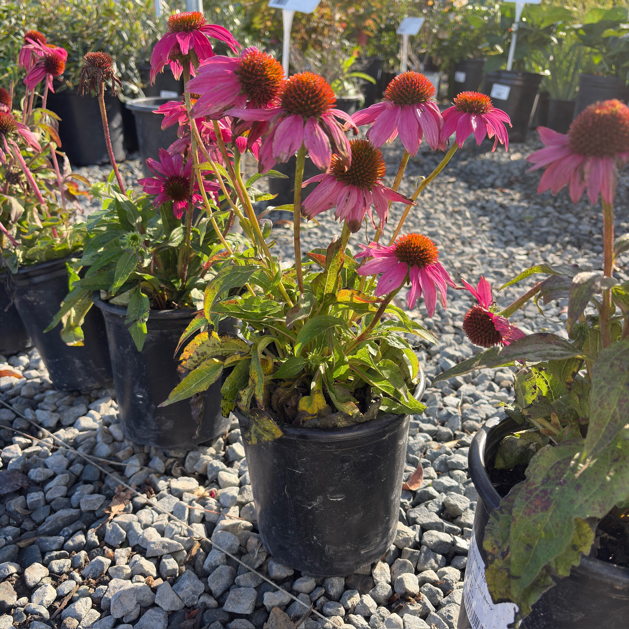 Coneflower