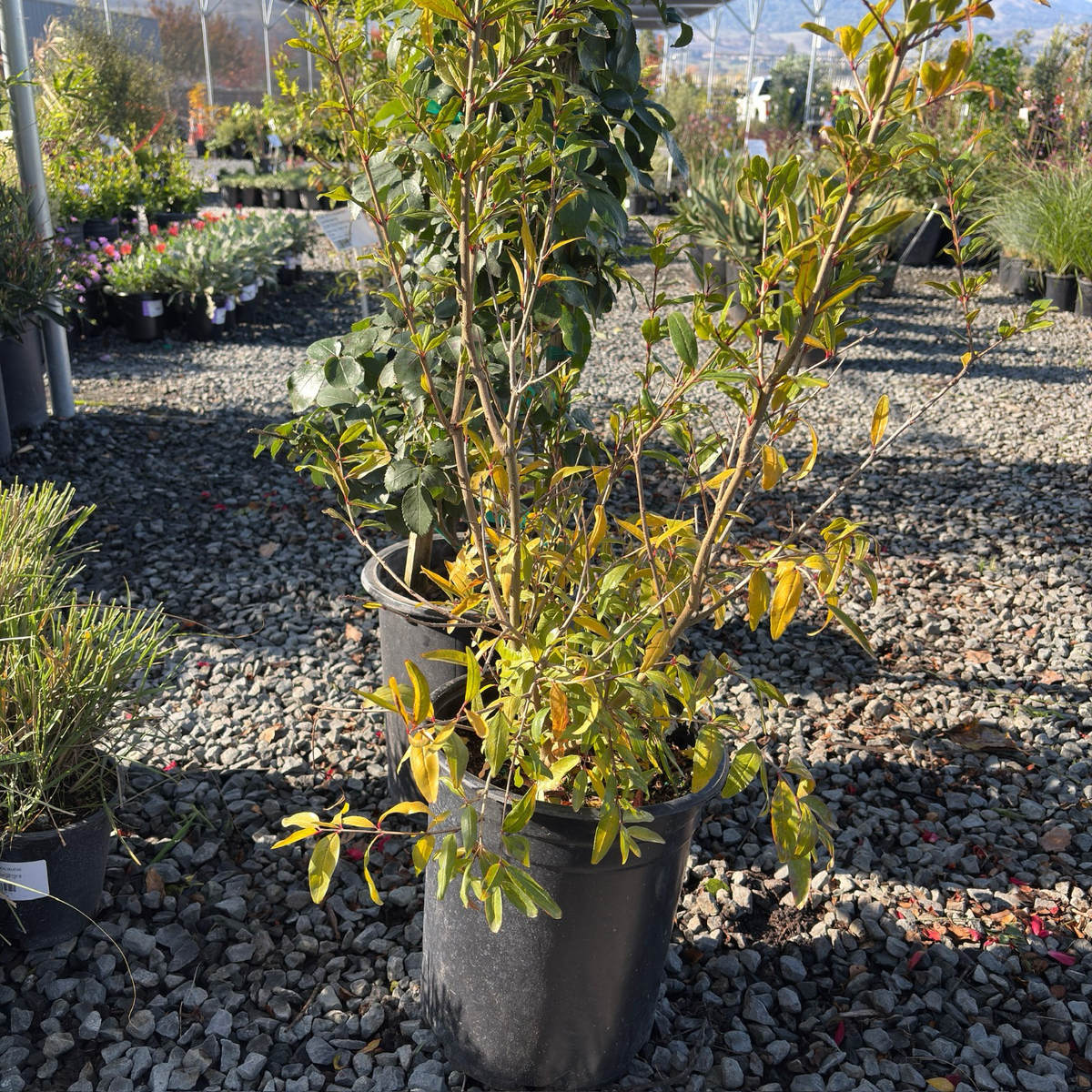 Parfianka Pomegranate