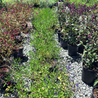Nuevo Leon Autumn Sage