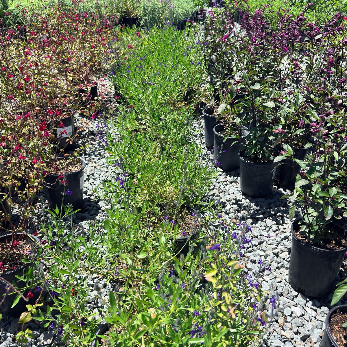 Nuevo Leon Autumn Sage