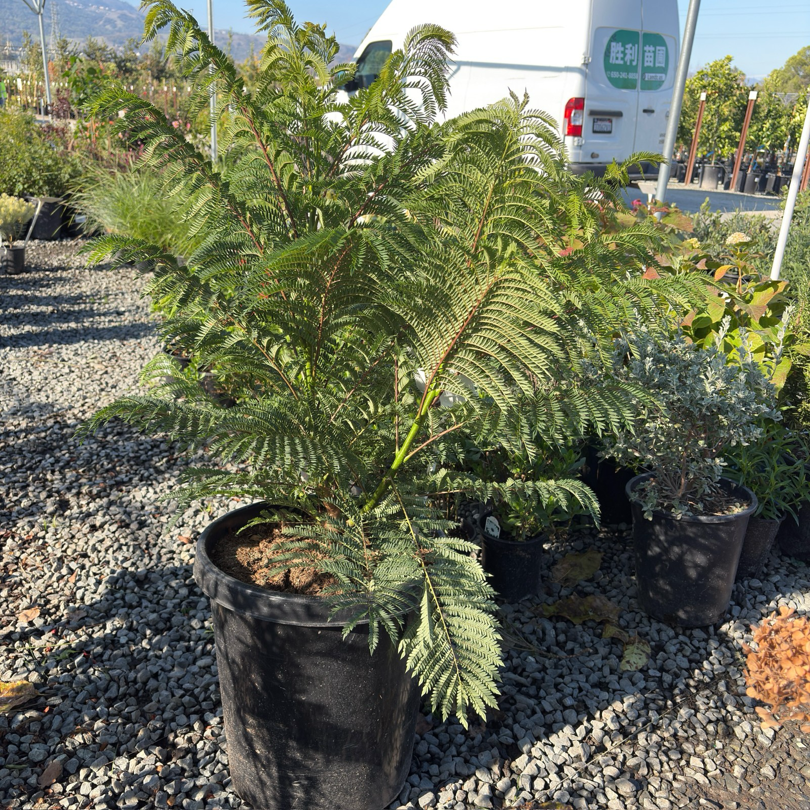Bonsai Blue Dwarf Jacaranda