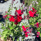 Red Autumn Sage