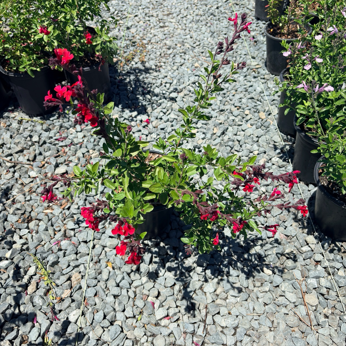 Red Autumn Sage