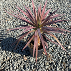 Blue Boy Spanish Bayonet