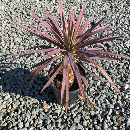 Blue Boy Spanish Bayonet