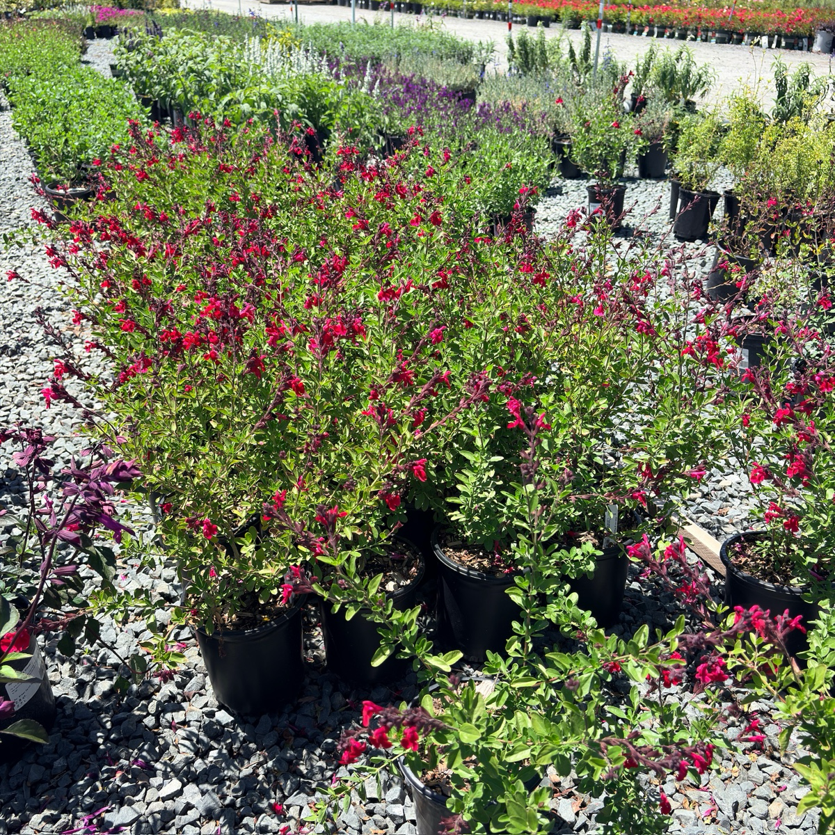 Red Autumn Sage