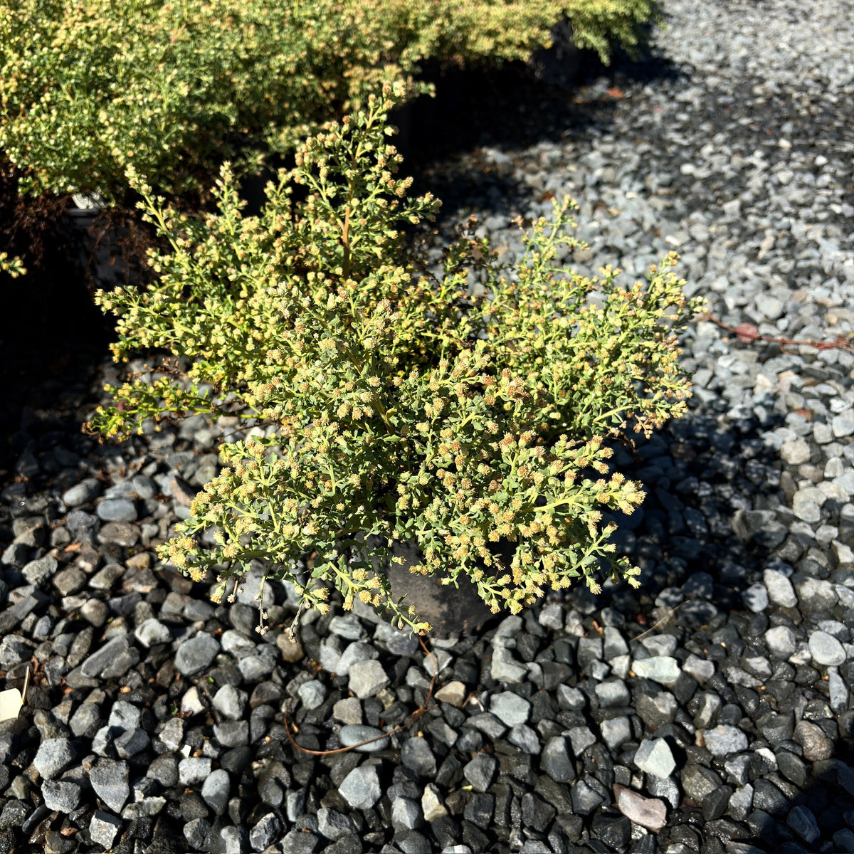 Twin Peaks Coyote Brush