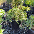 Twin Peaks Coyote Brush