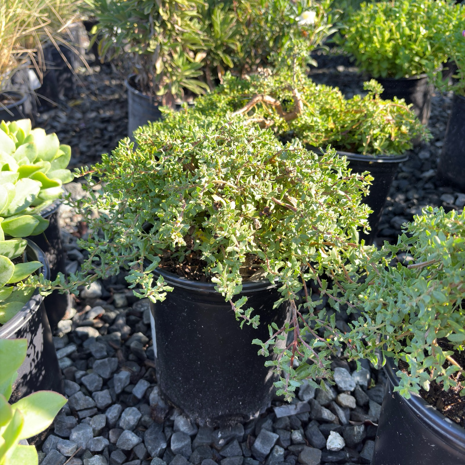 Twin Peaks Coyote Brush