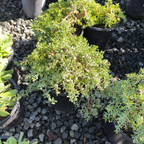 Twin Peaks Coyote Brush
