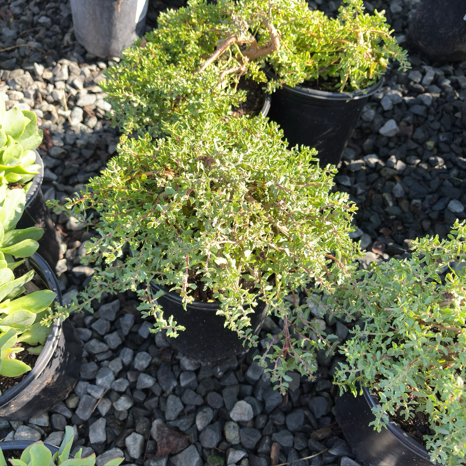 Twin Peaks Coyote Brush