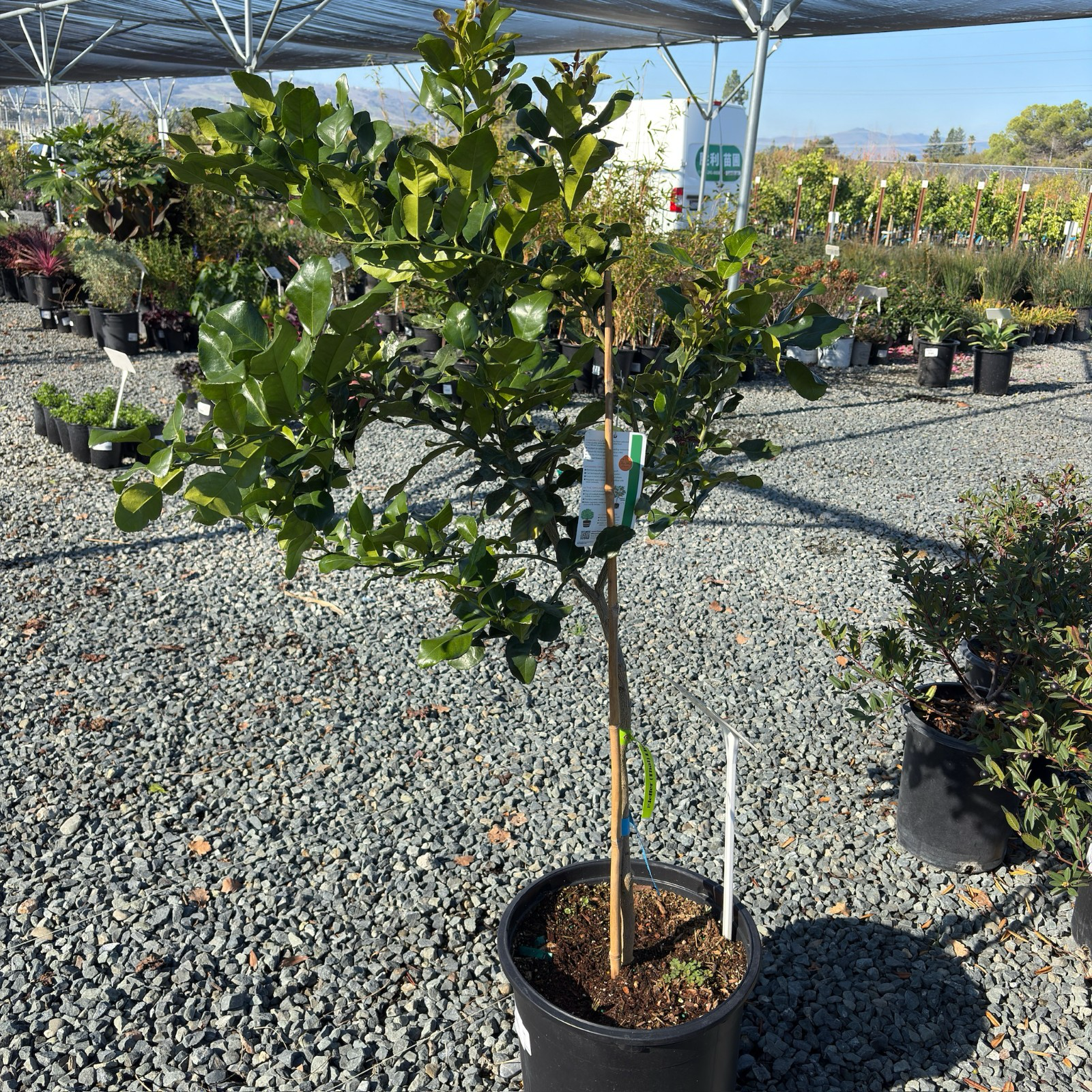 Kaffir Lime