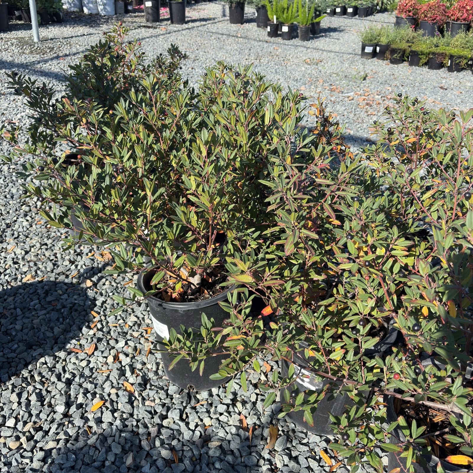 Mound San Bruno Coffeeberry