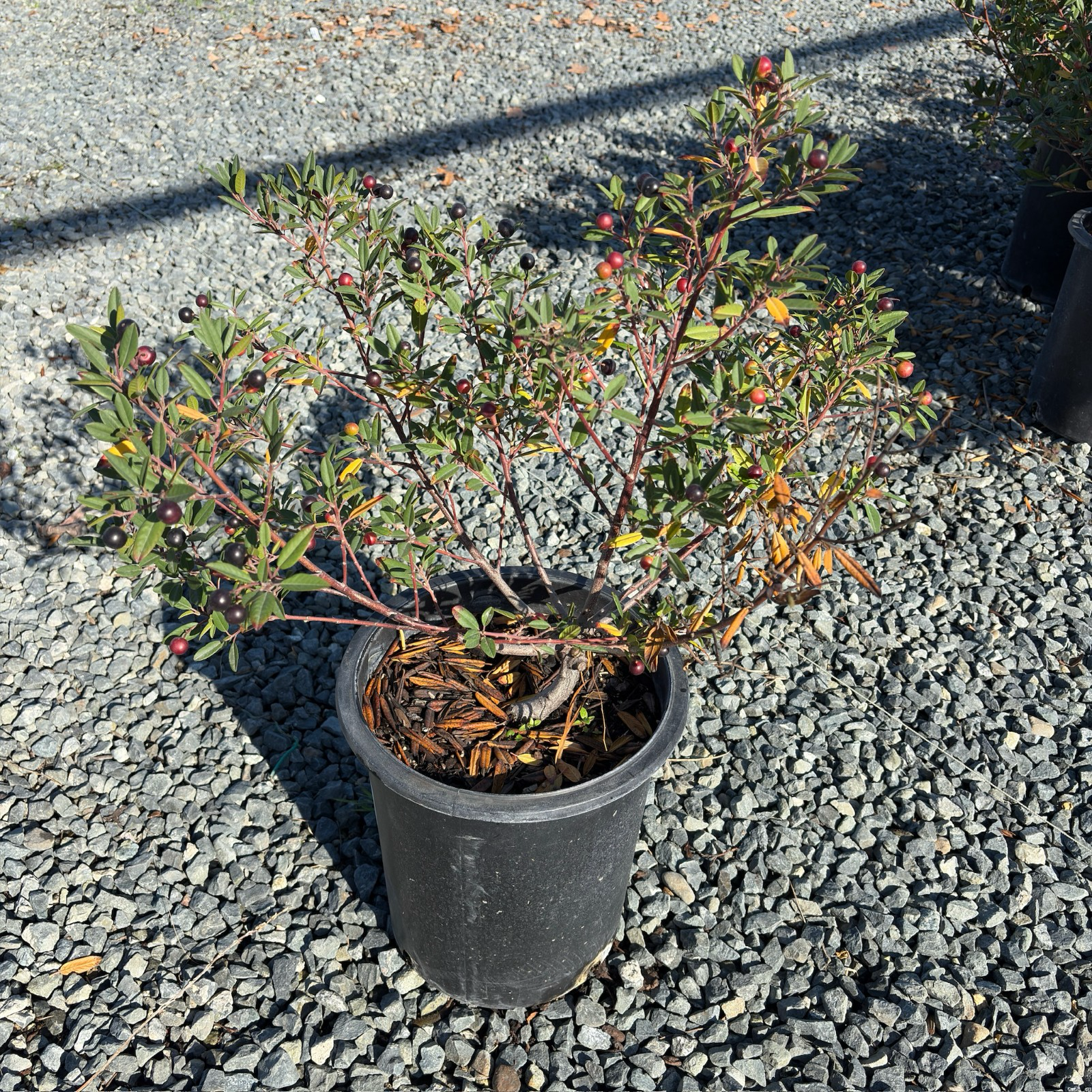 Mound San Bruno Coffeeberry