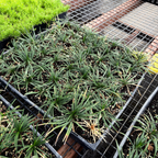 Mondo Grass