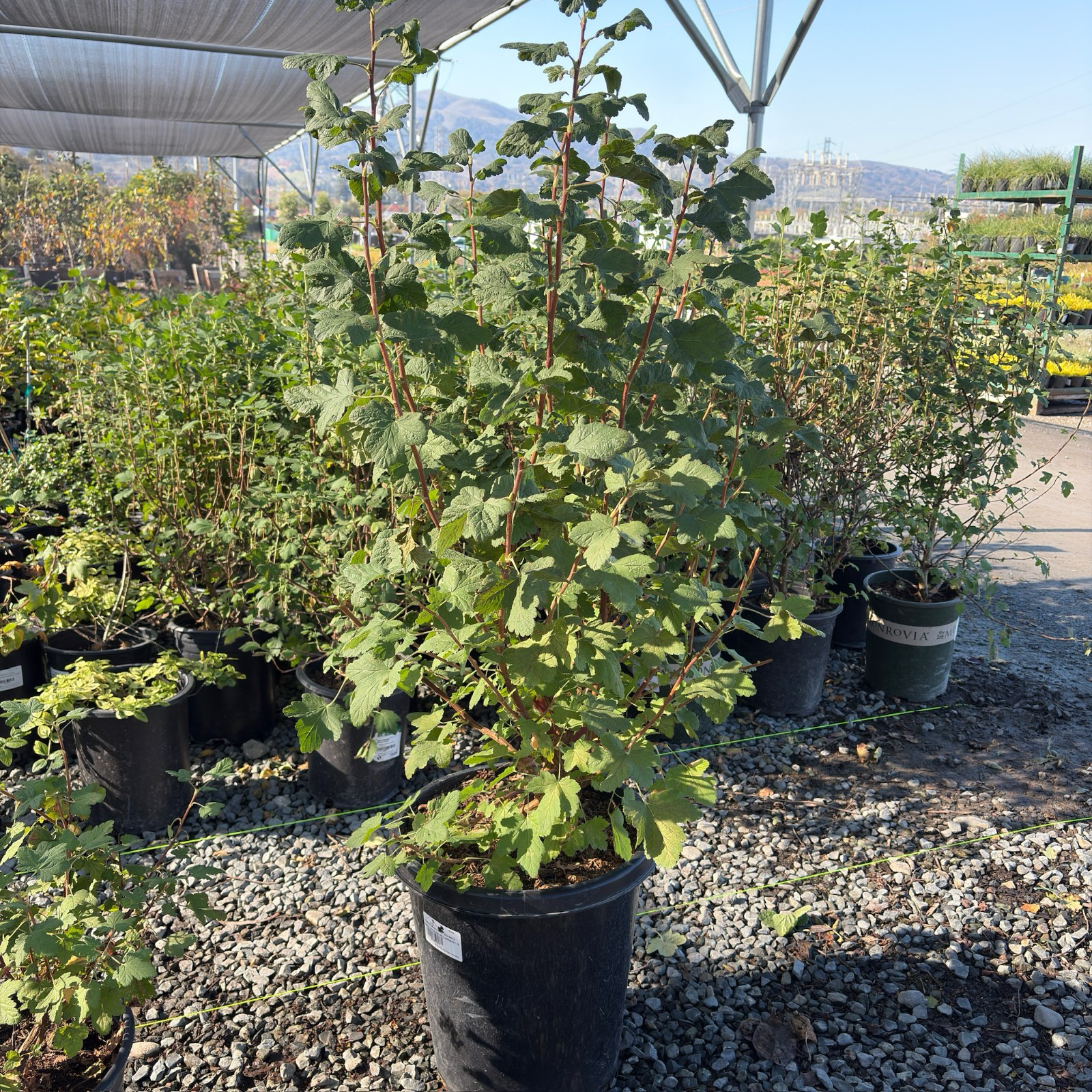 Claremont Pink Flowering Currant