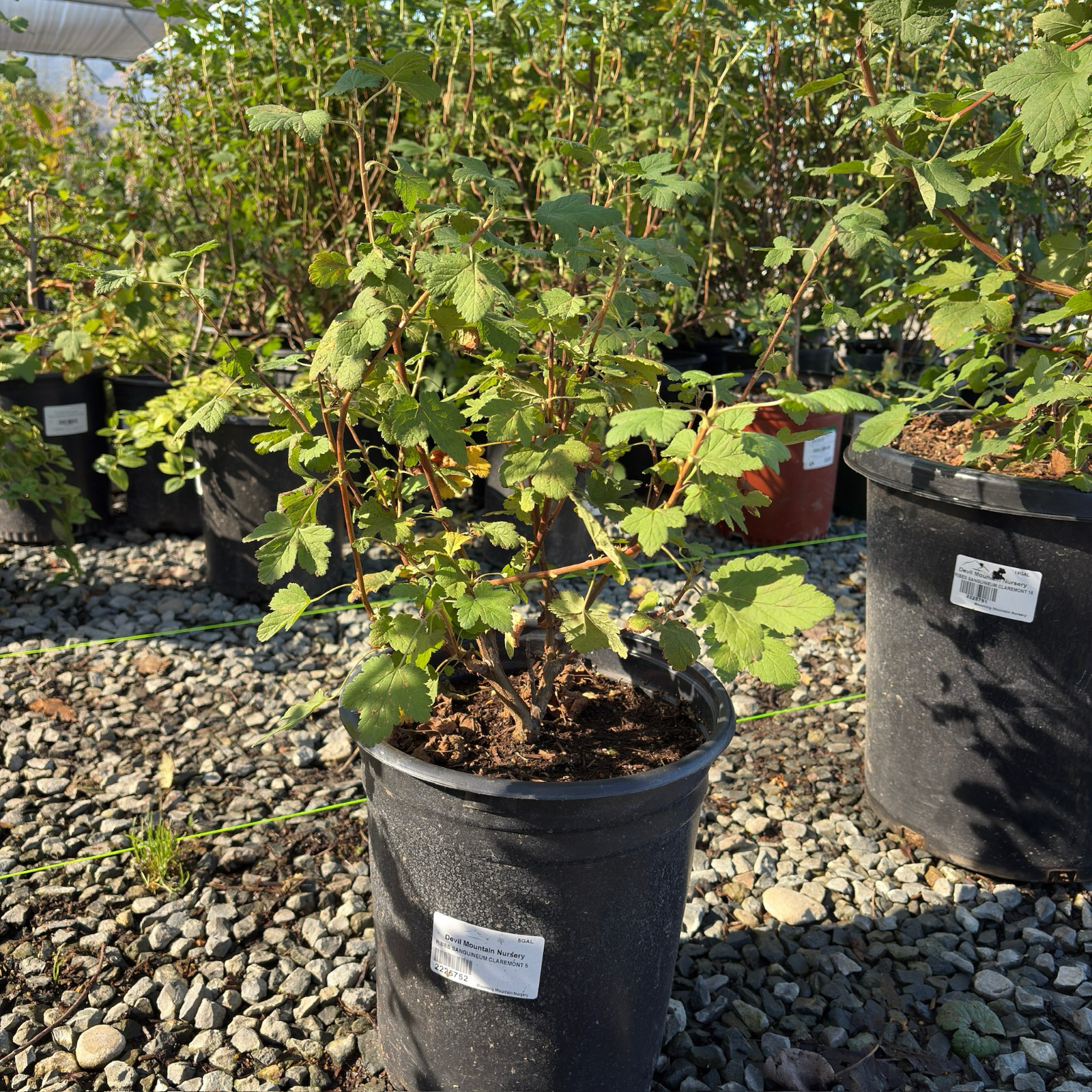 Claremont Pink Flowering Currant