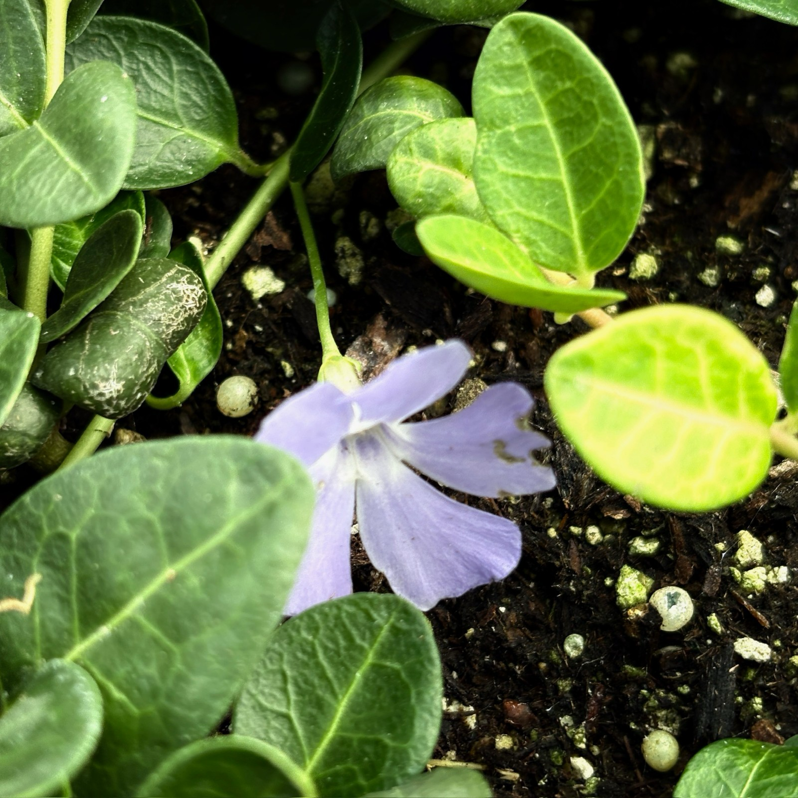 Bowles' Common Periwinkle