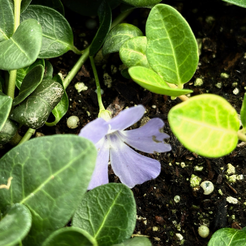 Bowles' Common Periwinkle