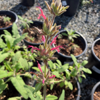 Hummingbird Sage
