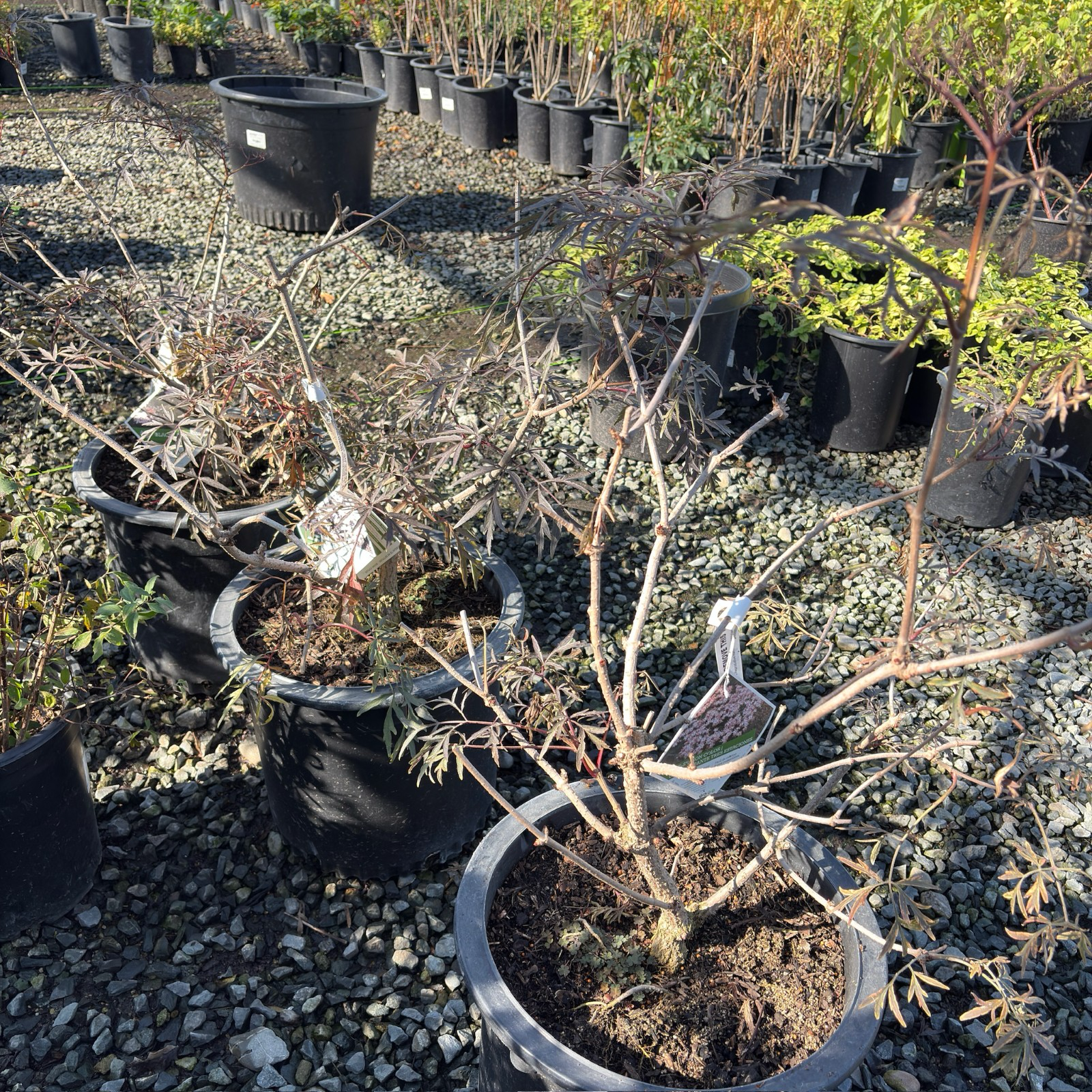 Black Lace Black Elder