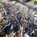 Black Lace Black Elder