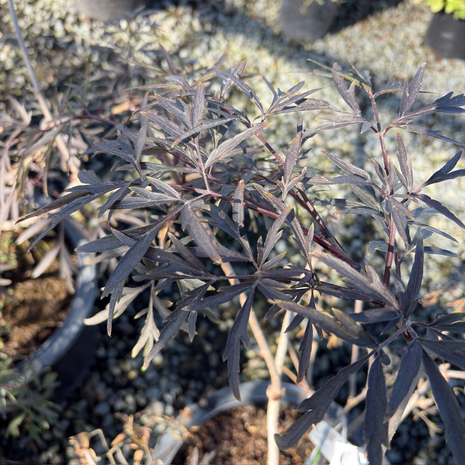 Black Lace Black Elder