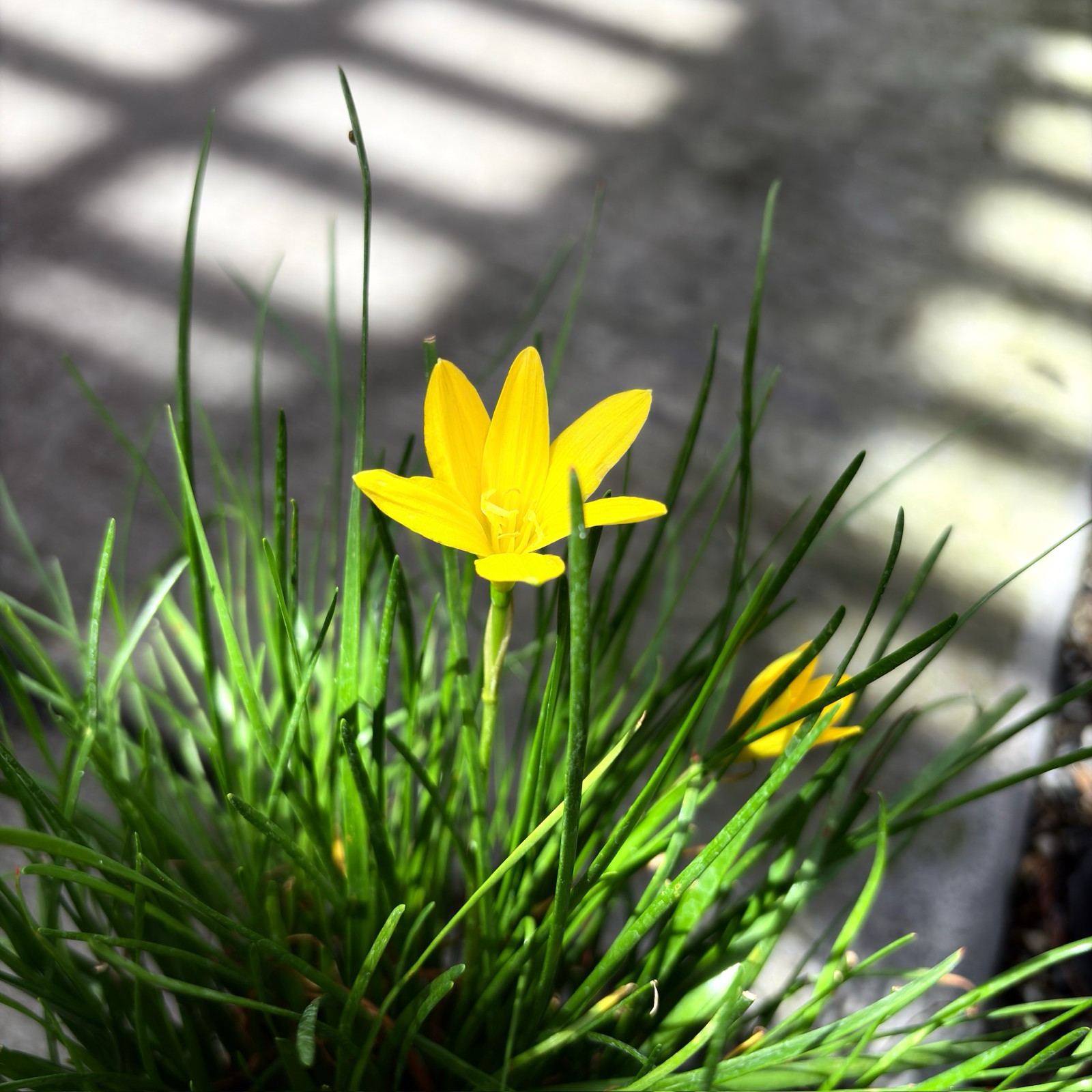 Rain Lily