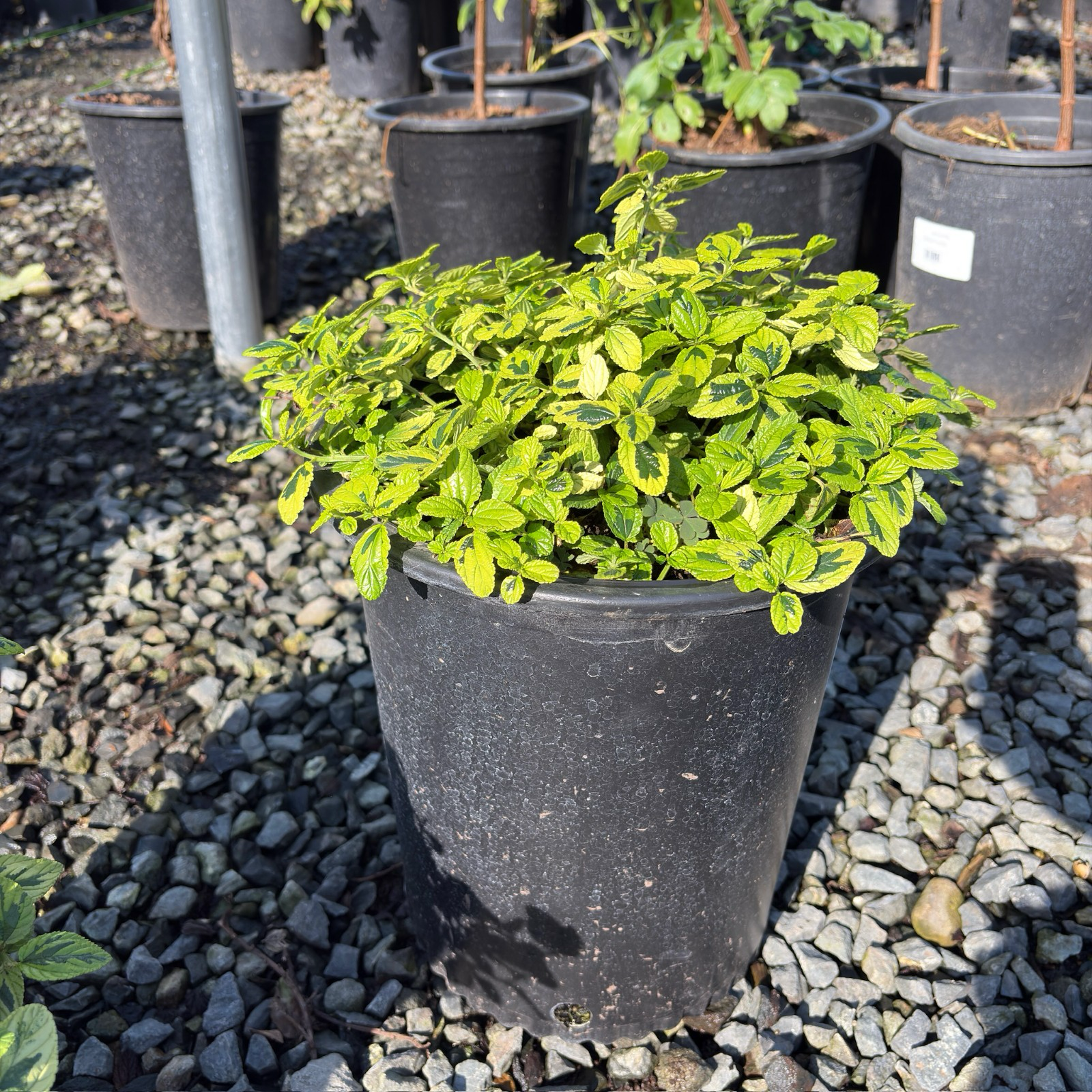 Variegated Carmel Creeper California Lilac