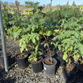 Mexican Elderberry