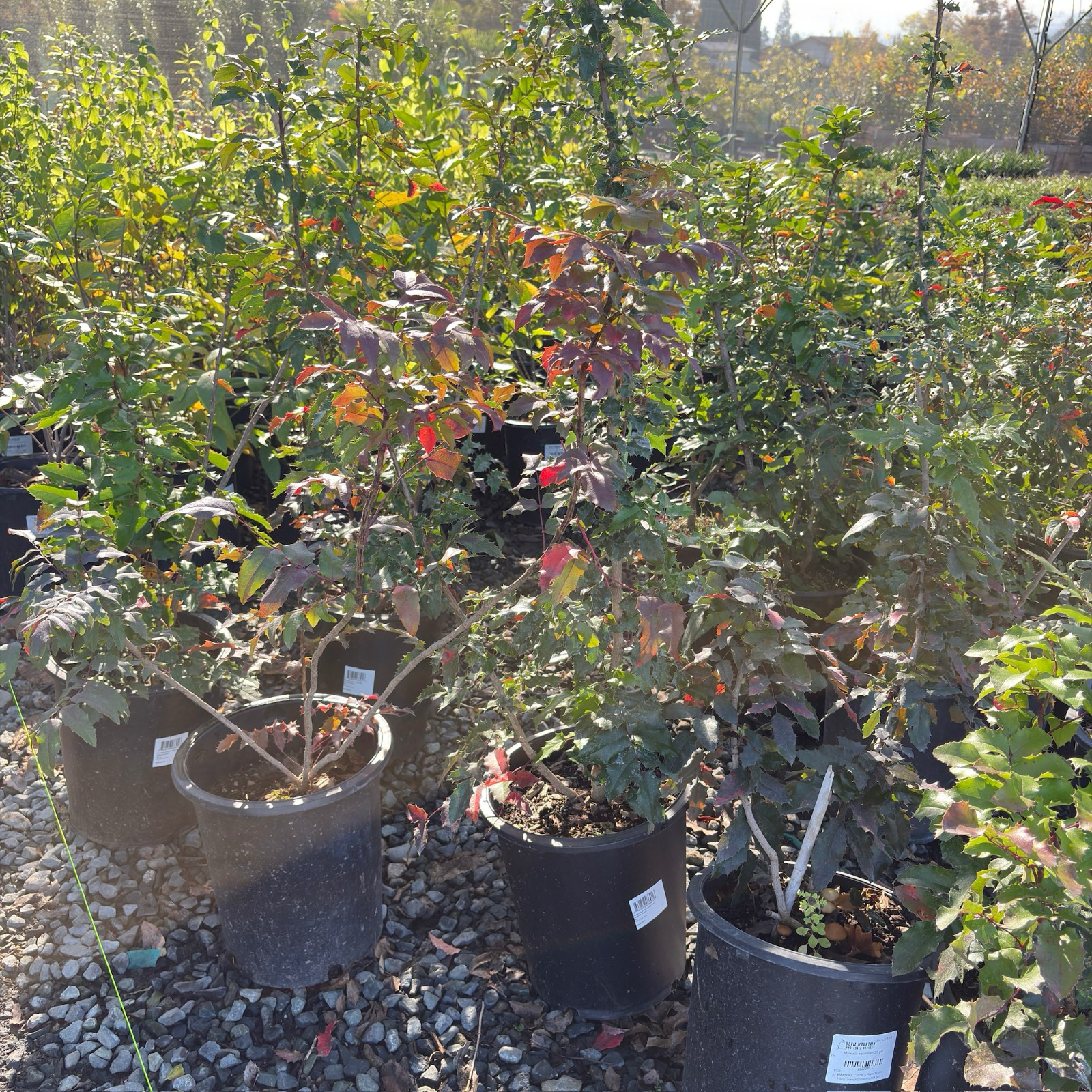 Oregon Grape Holly