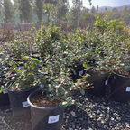 Catalina Currant
