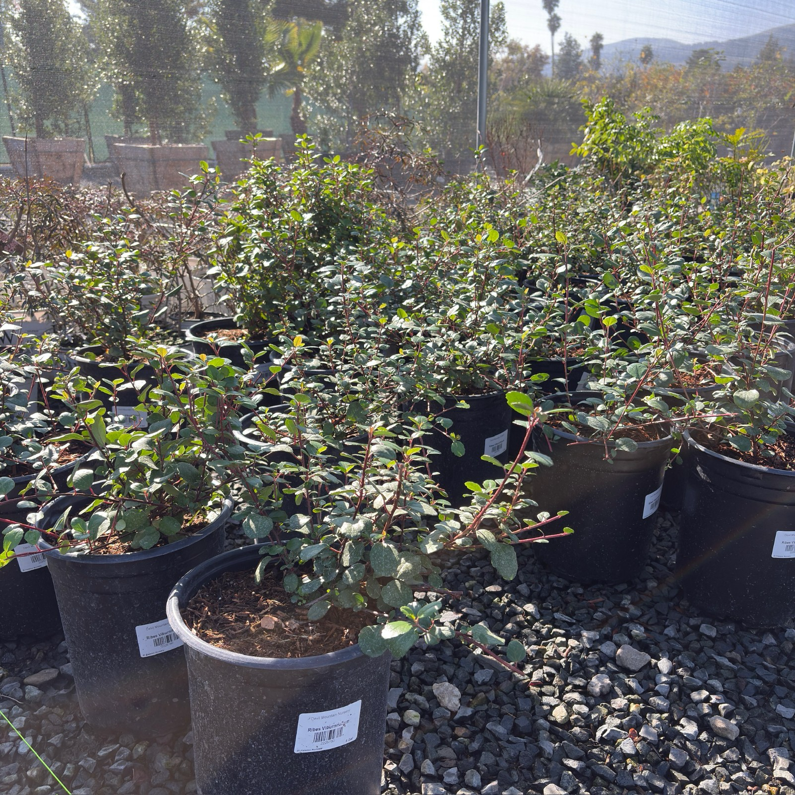 Catalina Currant